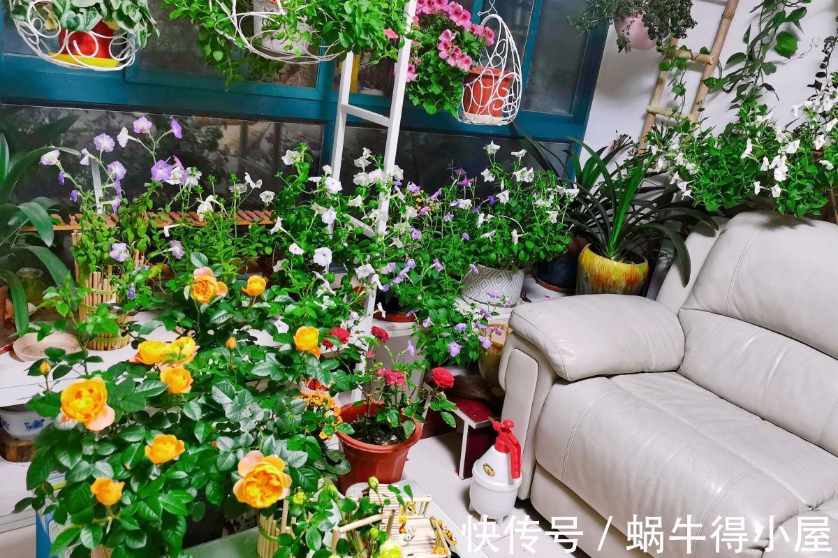 卧室|室内养花不能贪多，养得太多对身体不好，适量最重要