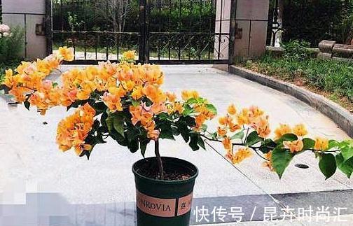 阳台|天热阳台该种植什么花？15种''抗晒''植物，盆栽赏花不犯愁