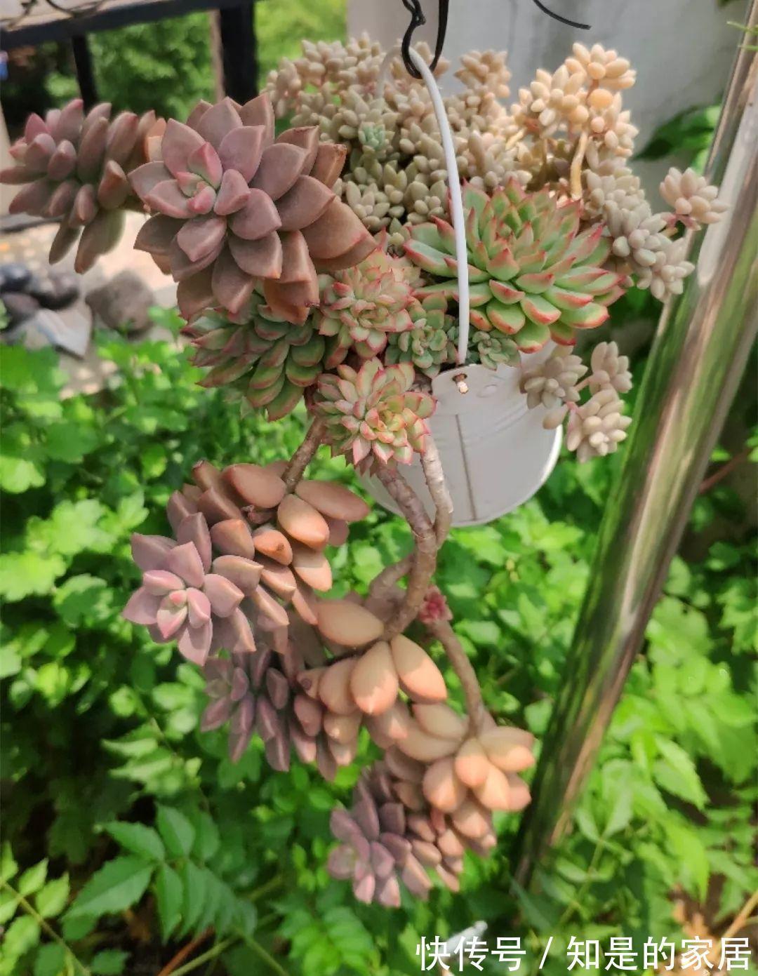 给花赶紧摘叶子,掐光后别浇水,立马又冒10个芽