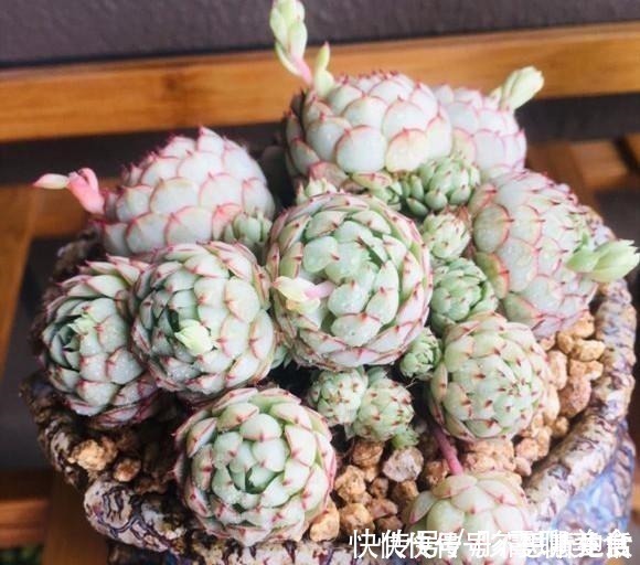 光照|家庭养多肉，掌握这7点，就没有养不好的多肉植物！