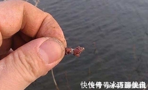 打窝2天后再去钓鱼,每一条鲫鱼都很肥,是野生鲫鱼?