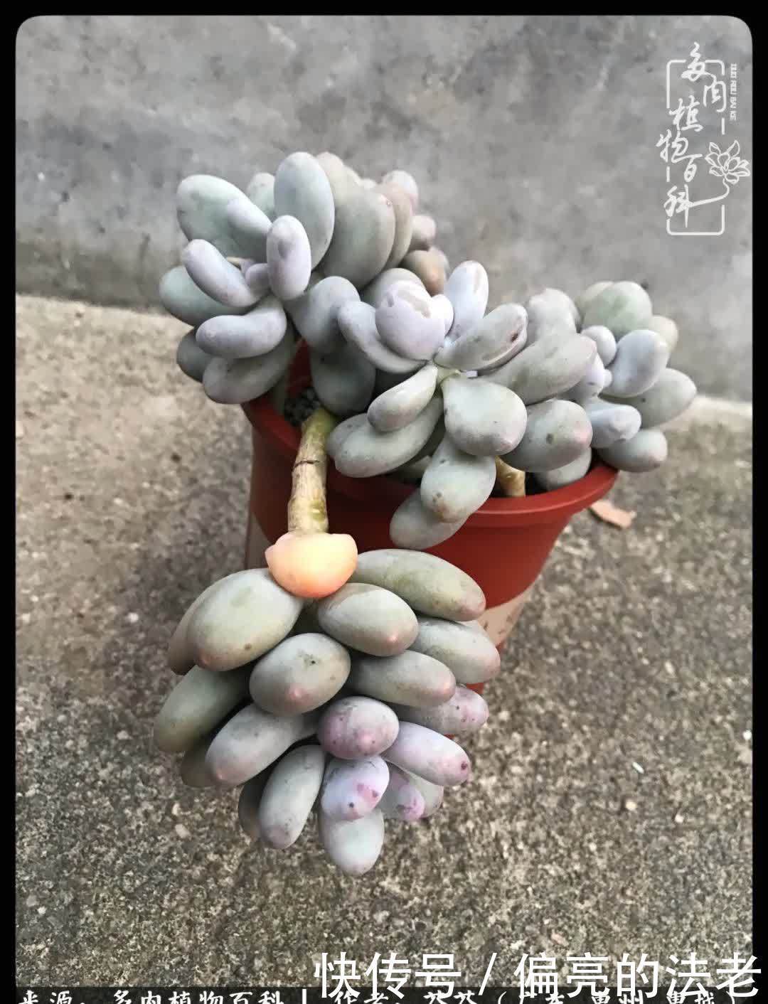 养花|一种爱好就是一种境界,养花养多肉可以培养一个人的心境!