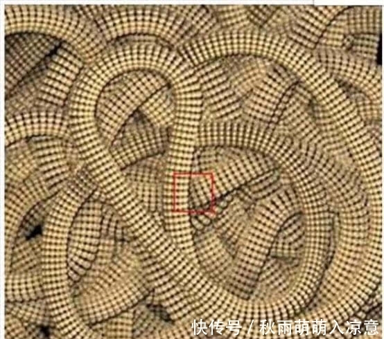 人类 将树叶放大一亿倍会看到什么?科学家:从未见过的“第二宇宙”