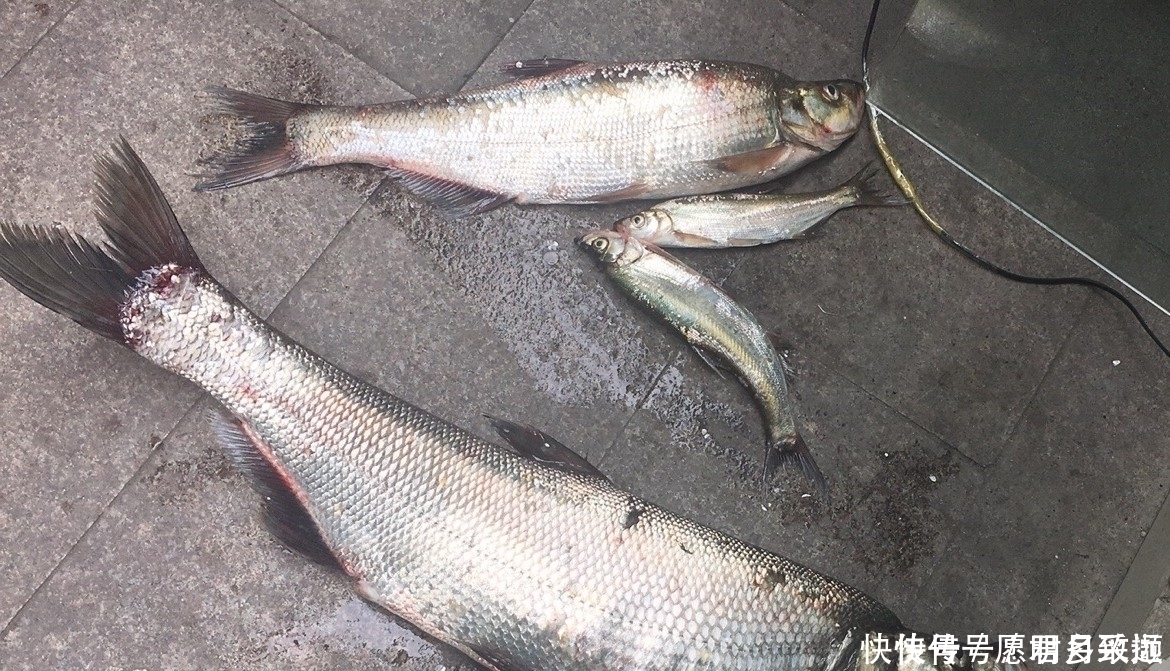 台钓|钓翘嘴子线长度如何选择台钓、筏钓各有不同,特别钓玉米有讲究