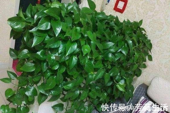 技巧|绿萝到底怎么浇水2个浇水技巧,学会浇水就能把绿萝养爆盆!