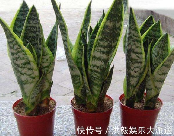 养花|家里“3种花”最怕潮，哪里干燥就放哪，才能一年四季“花儿旺”