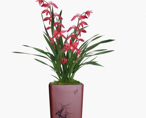  持久|花开浓香的精品兰花，花色比玫瑰还艳丽，香味浓郁持久，小草大花