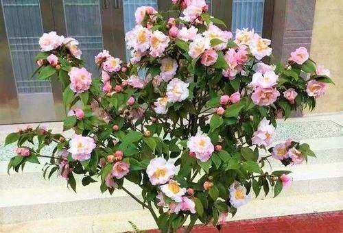 盆栽|养花达人养花,就喜欢在盆里埋点它,养啥都旺,比花肥都强!