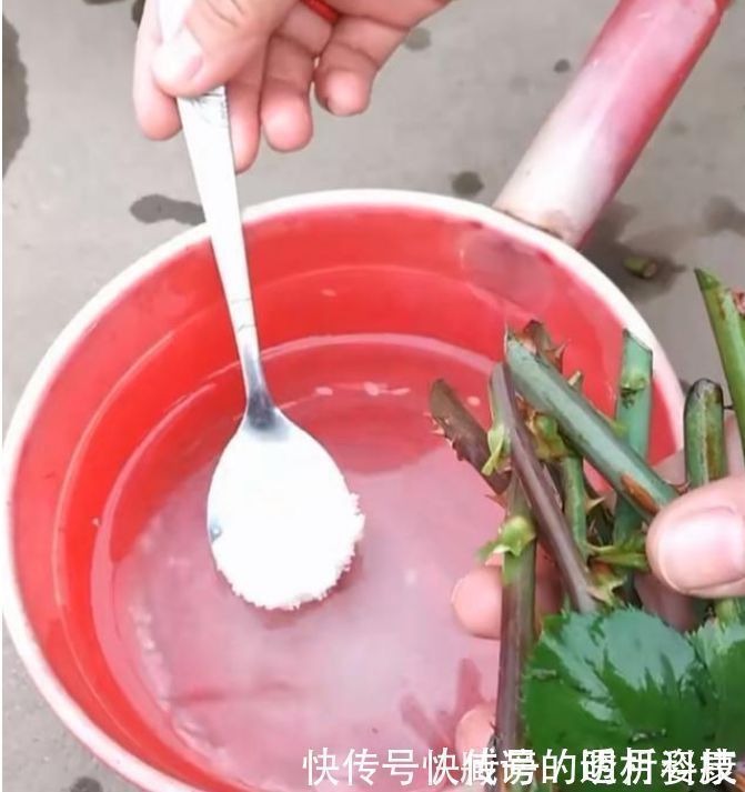 生根|生根剂不用买家家都有的“小东西”,自制生根水,10天冒白根