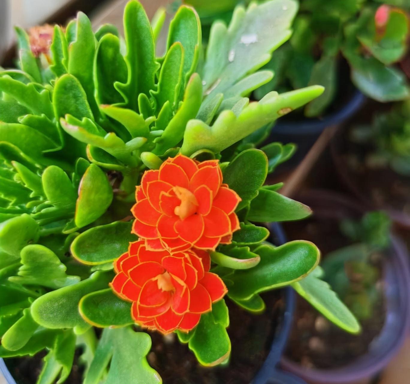 修剪|长寿花这样养,一盆变多盆,放在阳台挤爆盆