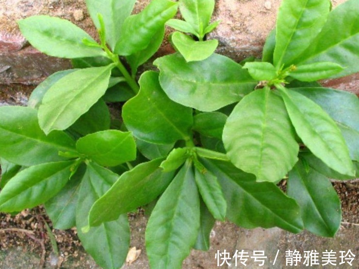 人参菜人参菜|这3大野菜美味可口,还能补中益气,降血脂血压防中风,超乎想象