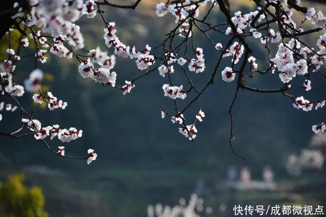 龙泉山第一波春花，来赏