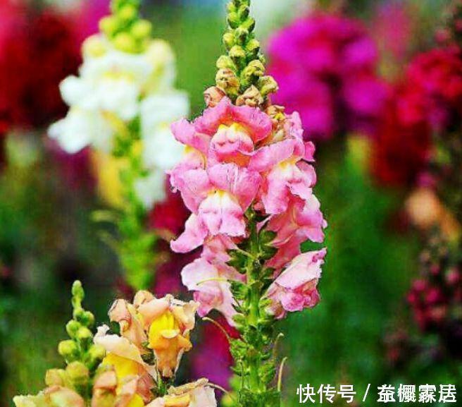 4种花是爆盆能手，开起花来拦不住，花色繁多易爆盆，娇艳欲滴