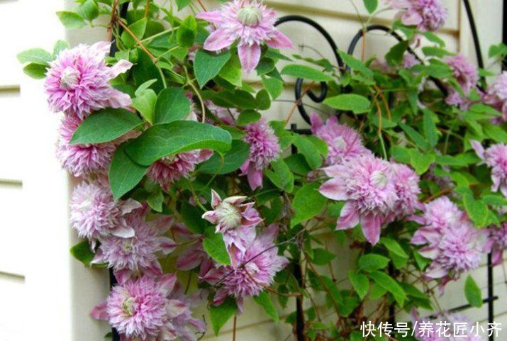 好多人喜欢养铁线莲，教你“爆花”小秘诀，一定不能“太抠”