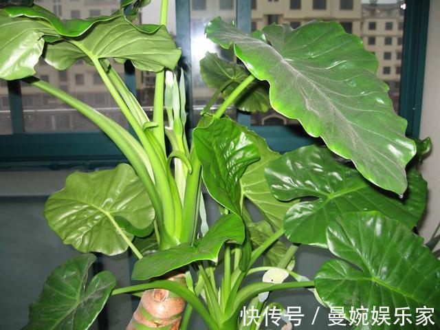 客厅不能养这三种花，一点好处没有，养了的抓紧挪走！
