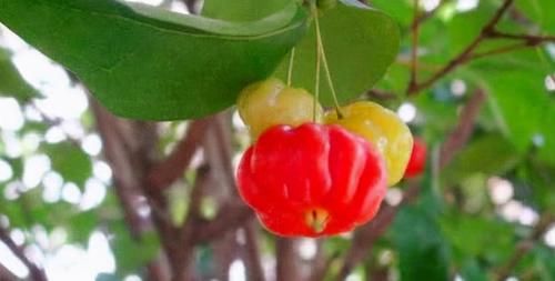 灯笼果|40岁女性推荐多吃三种食物,排毒养颜,延缓衰老,好吃又不贵!