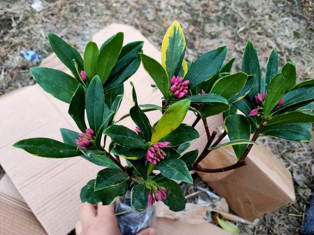 金边瑞香开花芳香四溢,冬季花期注意“4点”,延长花朵观赏期