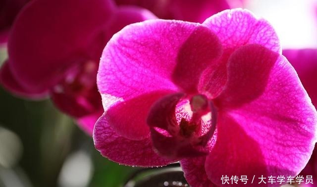 客厅要养“四种花”，没有直射光也能呼呼开，大气又美观！