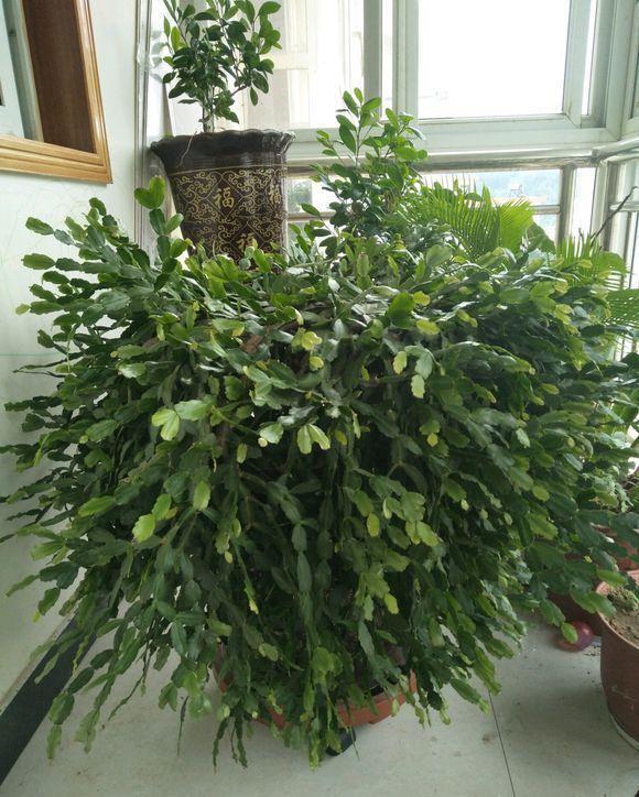 蟹爪兰“软趴趴”,叶子薄不开花?改3个“小毛病”,开成花大树