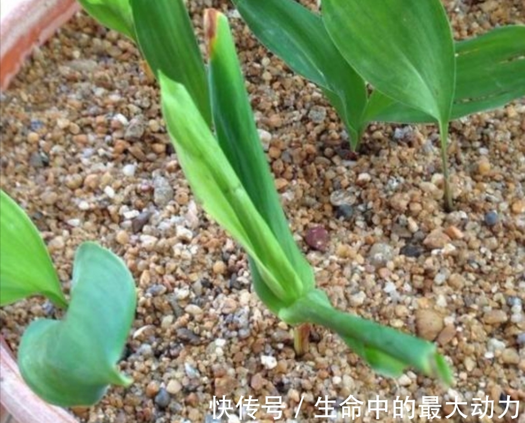 家中养花,盆里撒上3种小东西,不生小虫子