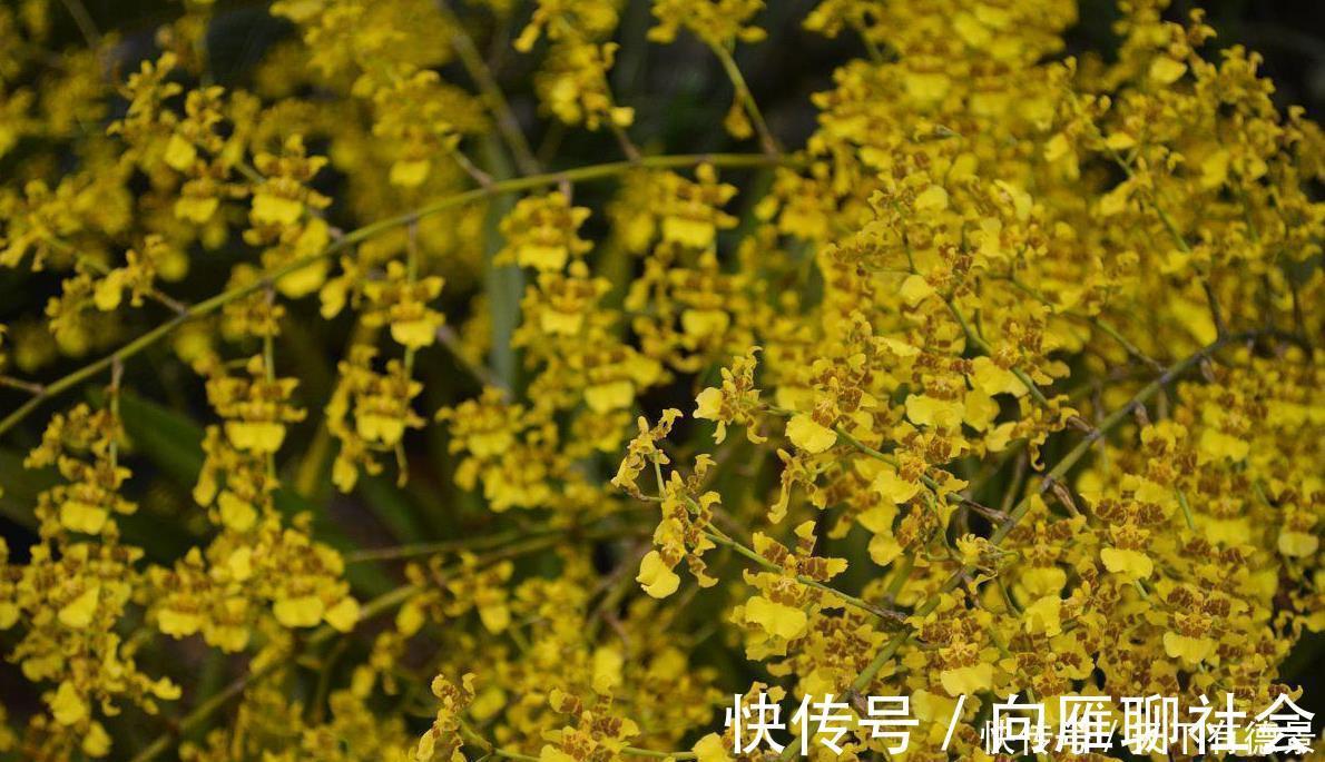 4种香味超然的花卉,家里养几盆,改善家居空气