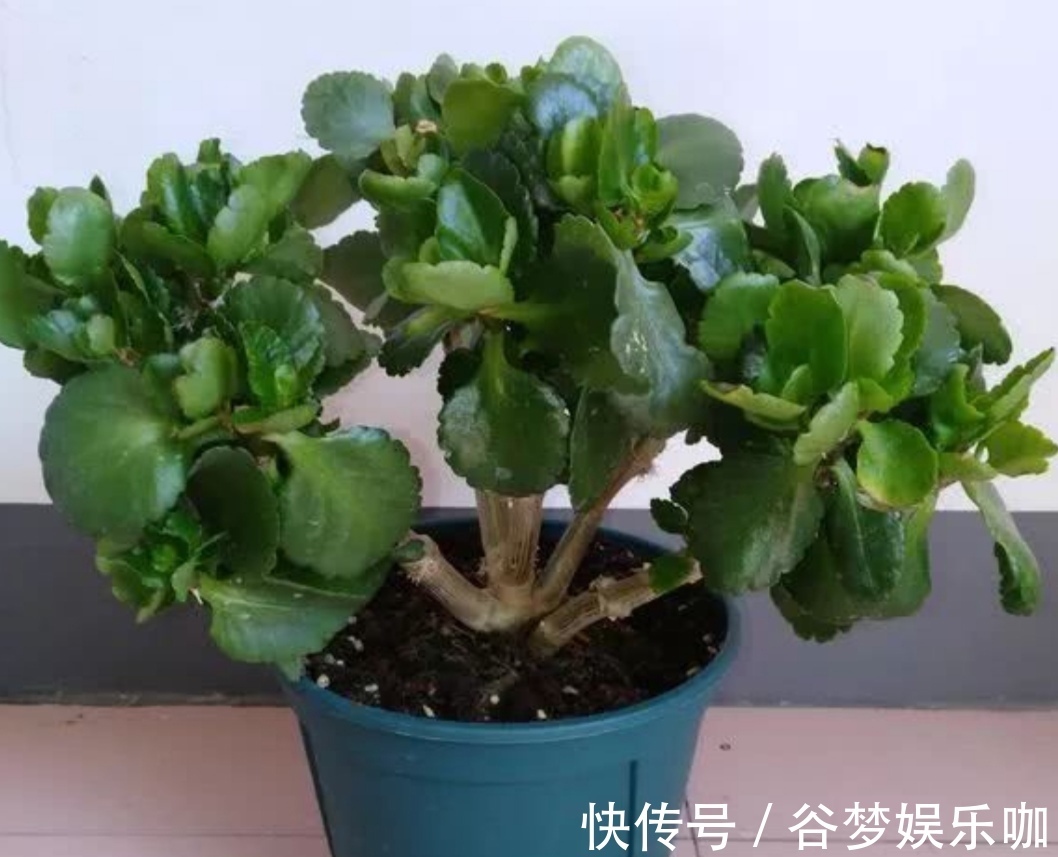 6月养长寿花，讲究“3少1多”，做到这几点，长得旺状态好