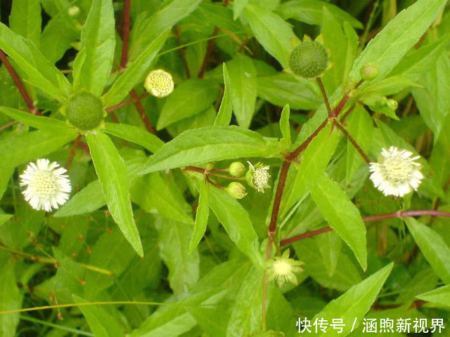 旱莲草|3斤黄芪不如1两它,每天坚持泡水喝,肝脏“锦上添花”