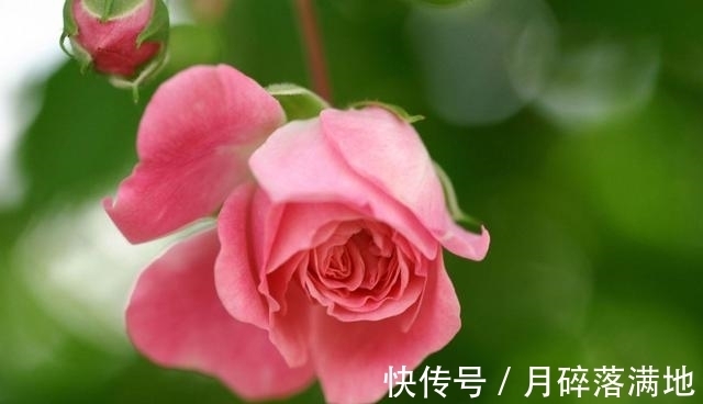 桃花|7月30号开始，这三大生肖运势如虹，接2连3遇桃花横财连连