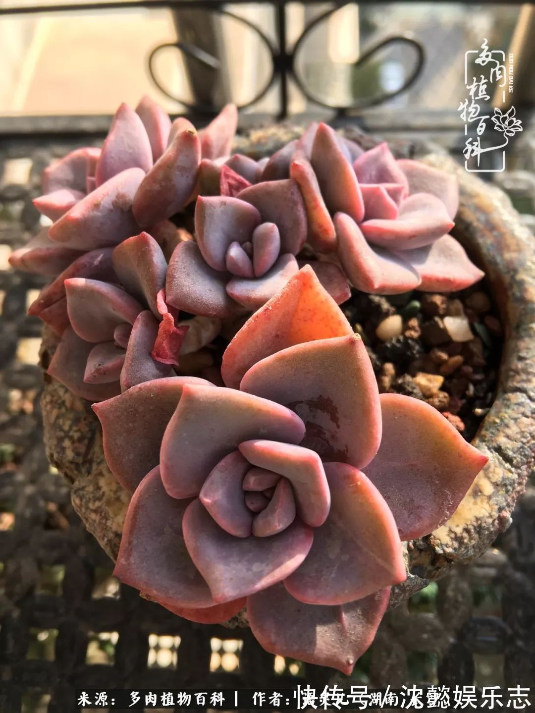 阳台党|邂逅多肉,爱折腾的阳台党,总能收获简单纯粹的快乐!