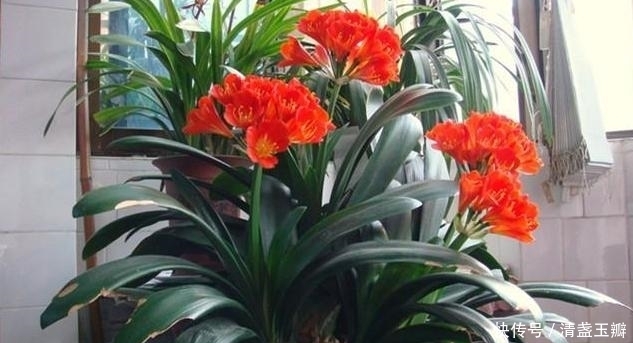 叶子|君子兰也调皮,爱吃小零食,叶子疯长停不下来