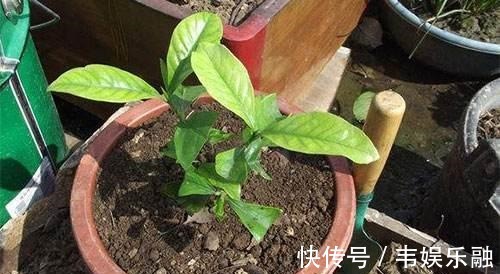 五个要点教你养栀子花,解决不开花,黄叶子,你也可以养好栀子花