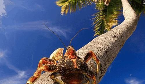  螃蟹|世界上最大的4种螃蟹，面包蟹无缘，帝王蟹在“它”面前是弟弟