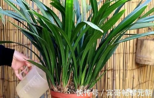 园土|家庭养兰花,就怕4种错误养护,难怪总是养不好