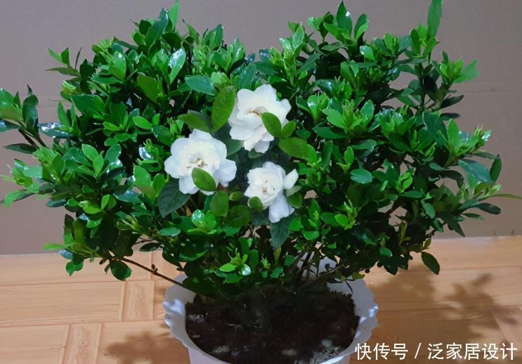 光照|栀子花其实不难养,盆栽注意3点,叶子油绿开花勤