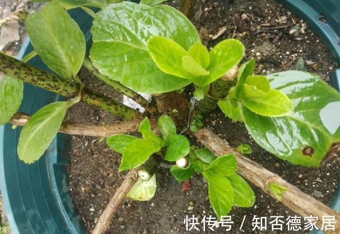 死翘翘|5种“降价花”,九月不要买,买了养不好,白白浪费钱