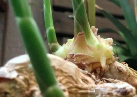 阳台上|一个废油桶里面丢一块姜,一年收获一大盆,省钱又好看