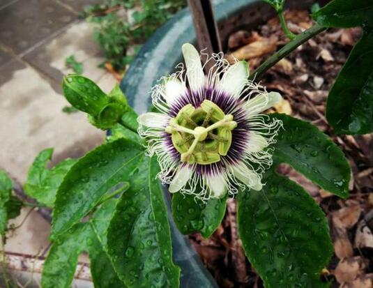 龙眼|4种“果核”不要扔,埋土里,5天之后“惊喜”不断,观叶又收果!