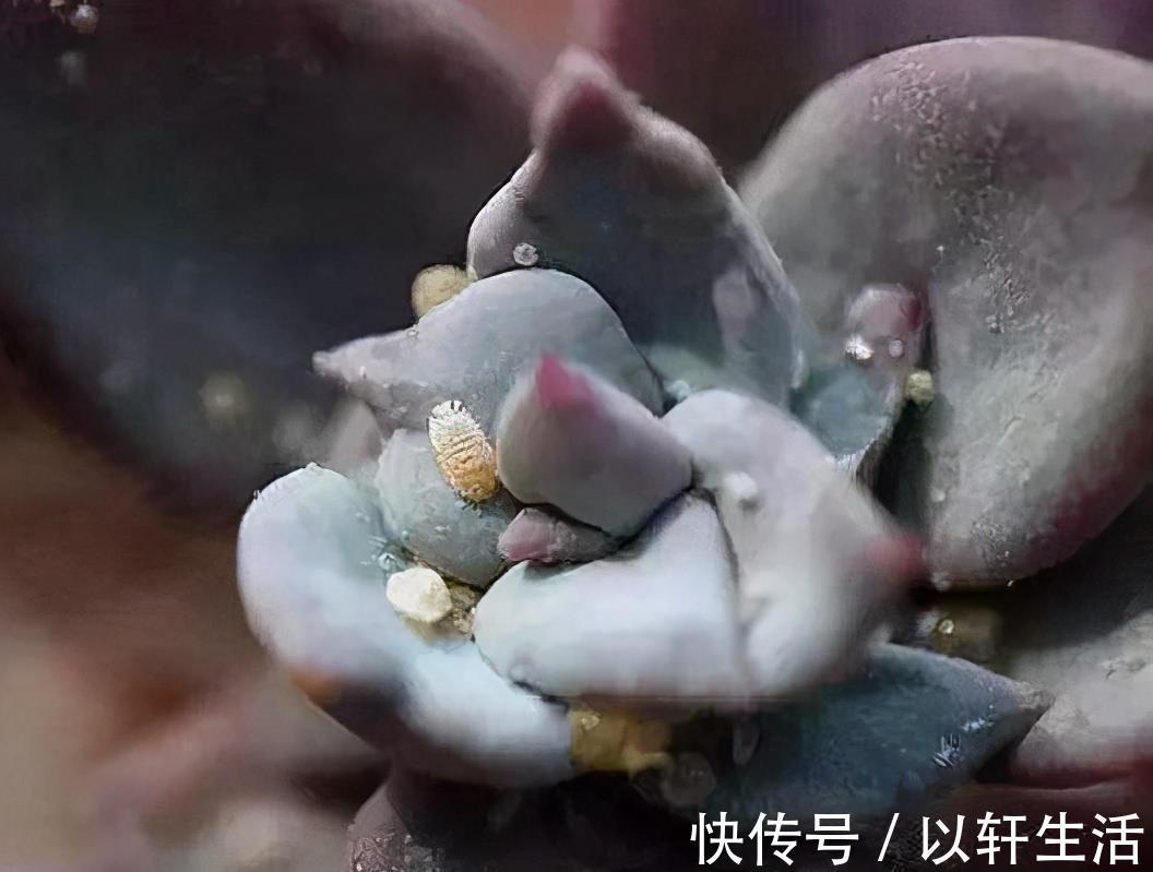 杀灭|养花得了蚧壳虫,密密麻麻让人头疼,不花一分钱,教你杀灭蚧壳虫