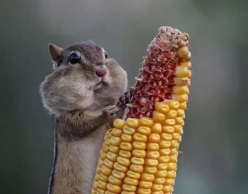 膳食纤维|吃粗粮能减肥吗？吃多少比较好？什么人不能吃？一文全读懂