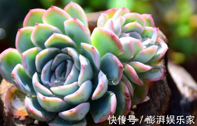 密封|多肉不好养给它喂点“这种水”,快速上色越长越旺,爆盆不是梦