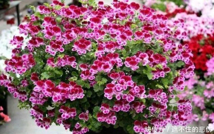 4种花是“爆盆能手”,365天开花不断,一茬茬花开不停