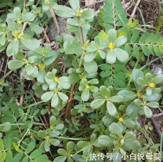 地头|田间地头随处可见的一种野菜 却是痔疮的天然克星，你们都见过