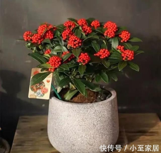 枝头|年底了,家里养盆红玉珠,枝头挂满红果子,红红火火迎新年!