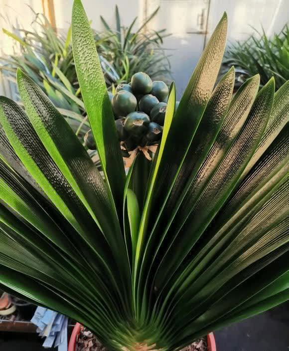 养君子兰，什么样的植料最好？应该怎么搭配？分享几个技巧