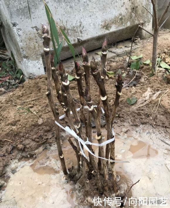 牡丹，芍药不开花，是你种错了，到了秋天，挖出来重新种一遍