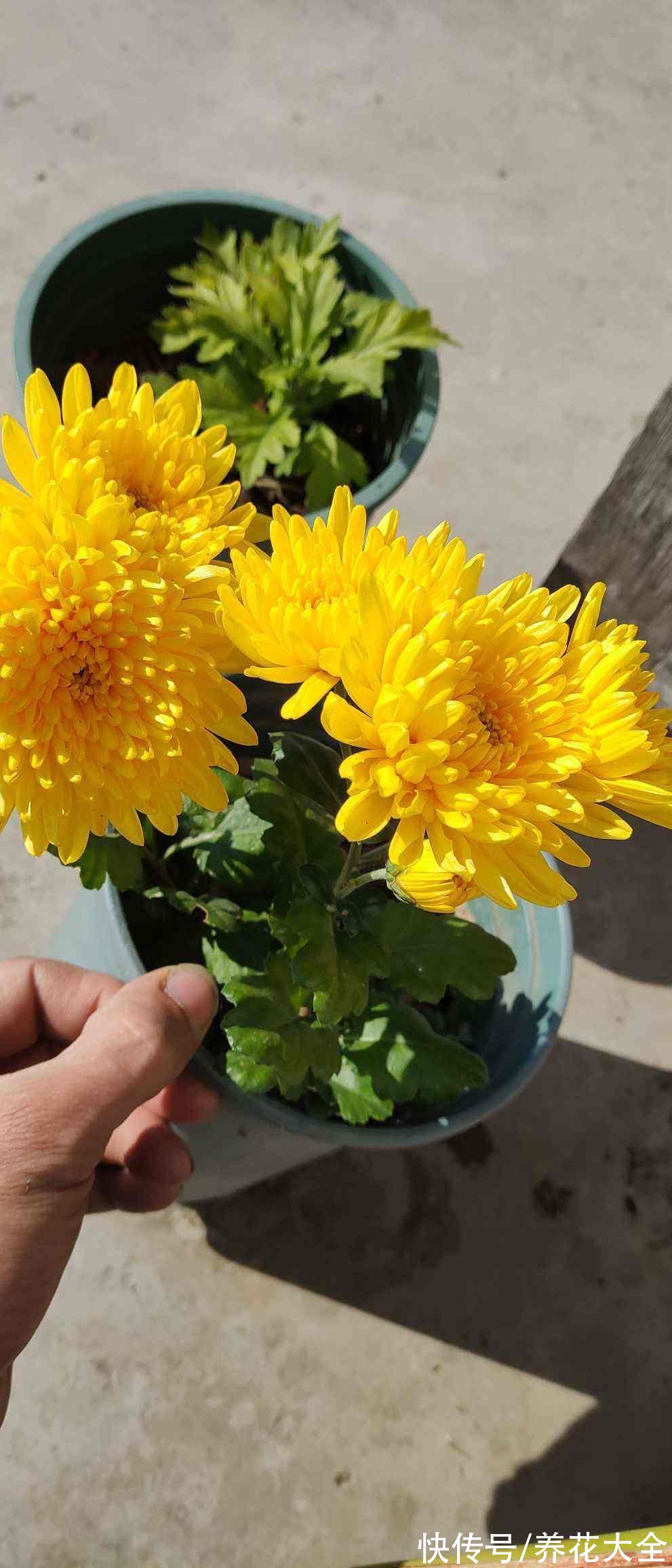 明明是传统名花,婆婆却极力反对养,说是太晦气