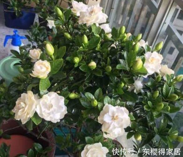 4种花便宜又好养，10元2盆，鲜艳美丽，花型大方美观