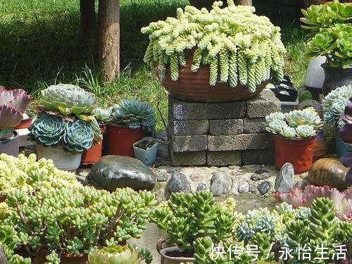 蓝宝石|听名字很贵的5种多肉,其实都是漂亮的大普货,养过的花友都说好