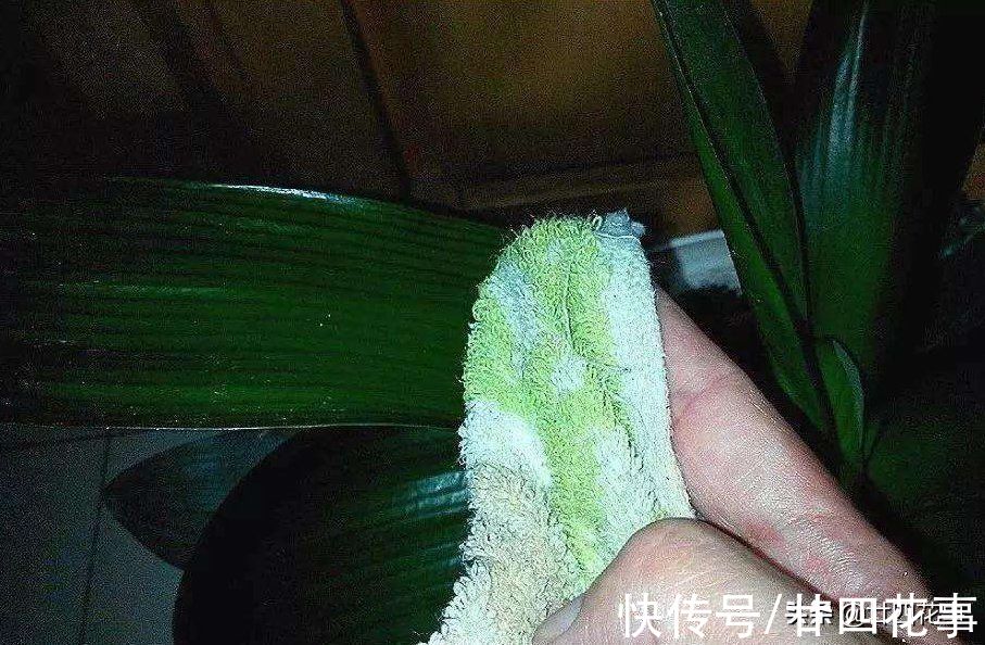 冬天再干燥，5种花也别乱喷水，容易黄叶、长黑斑，还掉花