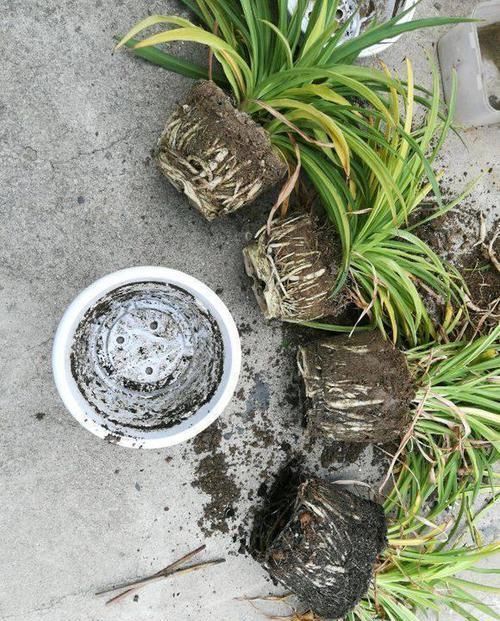 用“土方法”制作的花肥，才是养花“万能肥”，养啥旺啥